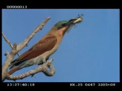 MCU Carmine bee-eater with grasshopper in beak, shaking it against branch Stock Footage