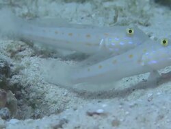 Spotted Shrimp goby pair (Amblyeleotris sp.), Monad Shoa, Malapascua, Philippines Stock Footage