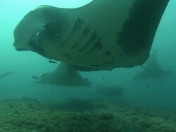 Mantas, many hovering at clean station, Mozambique  Stock Footage