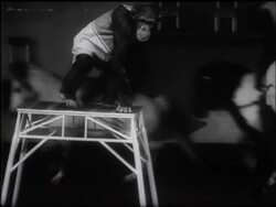 A MIXED BAG FOR WHITSUN - SIMIANS' CIRCUS News Clip