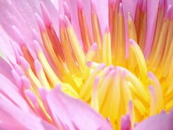 Waterlily Stock Footage