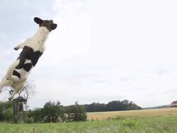 HD SUPER SLOW-MO: Dog Jumping For The Ball Stock Footage