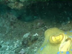 CU Shot of Blue spotted ribbon tail lying or hiding on sea floor under ledge observing and pushing water over gills / Matola, Maputo, Mozambique Stock Footage