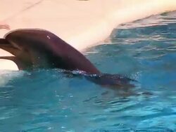 Curious dolphin Stock Footage