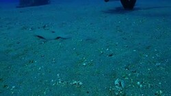 Flounder Flatfish swimming Stock Footage