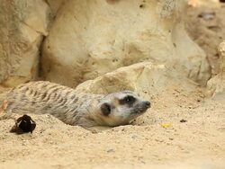 Meerkat Stock Footage