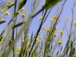 Mustard Field in Winter Season Stock Footage