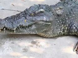 Crocodile Stock Footage