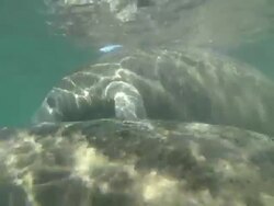 Manatees,  Florida, North Atlantic Ocean  Stock Footage