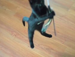 Slow Motion of Jumping Kitten. Stock Footage