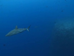 MS TS Grey reef shark swimming in blue / Palau, Micronesia, Palau  Stock Footage