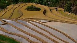 terraced rice field in Mu Chang Chai, Vietnam Stock Footage