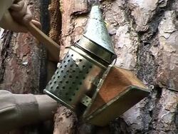 CLEAN: Wild honey returns to Polish forests News Clip