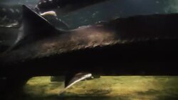 Various fish swim above the ocean floor. Stock Footage