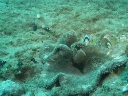 MS Shot of Two bar anemone fish swimming or rubbing against big anemone and school of domino fish swimming against surge / Matola, Maputo, Mozambique Stock Footage