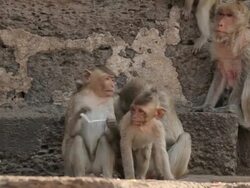 monkey family at Thai temple in Thailand Stock Footage