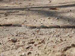 Caterpillars form line while crossing pathway, in forest Stock Footage