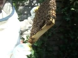 VOICED: Urban bee-keepers hope to halt British decline News Clip