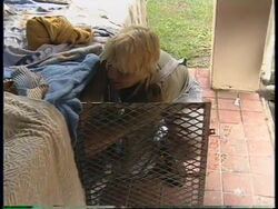 SOUTH AFRICA: CROW REHABILITATION CENTRE HOME FOR BABY MONKEYS Instructional Video