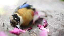 dead blue winged pitta bird in bird seasonal migration Stock Footage