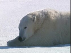 Polar bear (Ursus maritimus) drowsily closing eyes, near Churchill, Manitoba, Canada Stock Footage