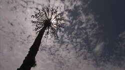 Mid shot of birds nesting in tree Stock Footage