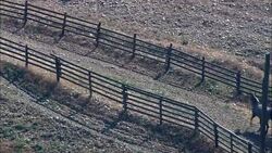 Rounding Up Horses  - Aerial View - Montana,  Ravalli County,  helicopter filming,  aerial video,  cineflex,  establishing shot,  United States Stock Footage
