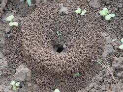 Anthill Stock Footage