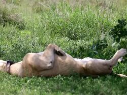 Lioness Resting Stock Footage