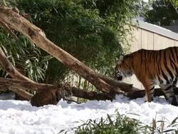 Animals At Washington's National Zoo Enjoy The Winter Weather Stock Footage