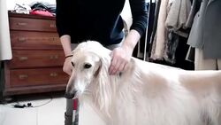 CLEAN : Milan designers create tailored clothing for dogs News Clip