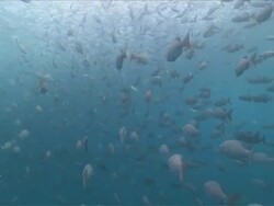 MS View of Fusilliers and unicorn fish feeding / Palau, Micronesia, Palau  Stock Footage