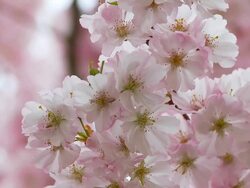 HD: Close-Up Blossom Stock Footage