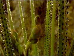 Sundew (Drosera sp.), Parque Natural Los Alcornocales (Cadiz y Malaga), Andalucia, Spain Stock Footage