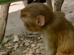 CU TS TU Shot of Monkey at residential area in city / Kathmandu, Nepal Stock Footage
