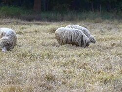 Sheeps in dry grass field Stock Footage