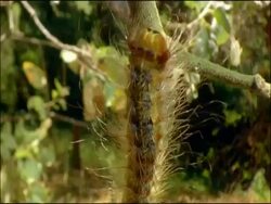 Gypsy moth (Lymantria dispar) caterpillar crawls up and along branch, Andalusia, Southern Spain Stock Footage