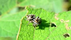 Spider eating worm Stock Footage