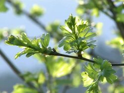 CU View of buds at branch / Kastel, Rhineland-Palatinate, Germany Stock Footage