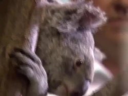 AUSTRALIA G20 Jimbelung the koala shots News Clip