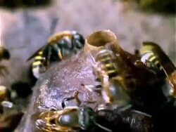 Melipona compressipes Bee, MCU bees on honey pot in nest, Panama, Central America Stock Footage