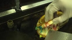 CLEAN : Toasted cheese rainbows? Served up in Hong Kong News Clip