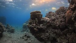 Coral And Fish Stock Footage