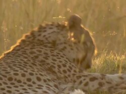 MS Cheetah resting on grassy mound in afternoon light / Okavango Delta, North West District, Botswana Stock Footage