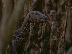 CU Water Monitor Lizard's head, standing alert, moves off amongst tree stumps, India Stock Footage