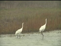 Endangered whooping cranes flew 2,500 miles from Canada to Texas, where they usually spend the whole winter. Instead, they pecked around for a short time and flew back. Scientists believe it may be because of the stubborn drought in Texas. News Clip