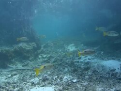 Base of coral islets, Aldabra, Indian Ocean  Stock Footage