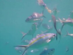 Diver feeding fish Stock Footage