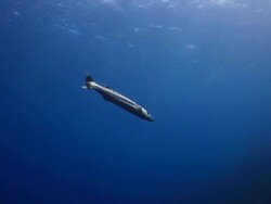 Great Barracuda Stock Footage