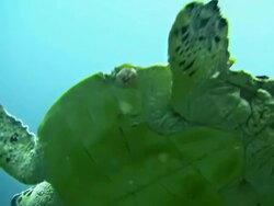 CU Sea Turtle Stock Footage